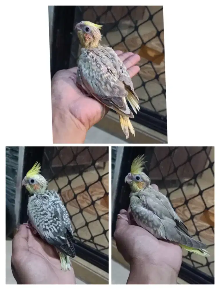 Burung Falk Parkit Australia