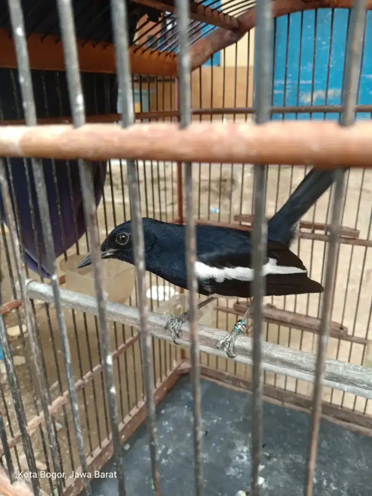 Burung Kacer Jabar