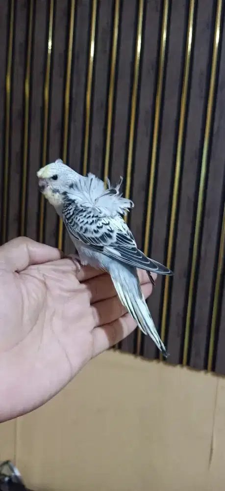 Parkit Jepang Hagoromo