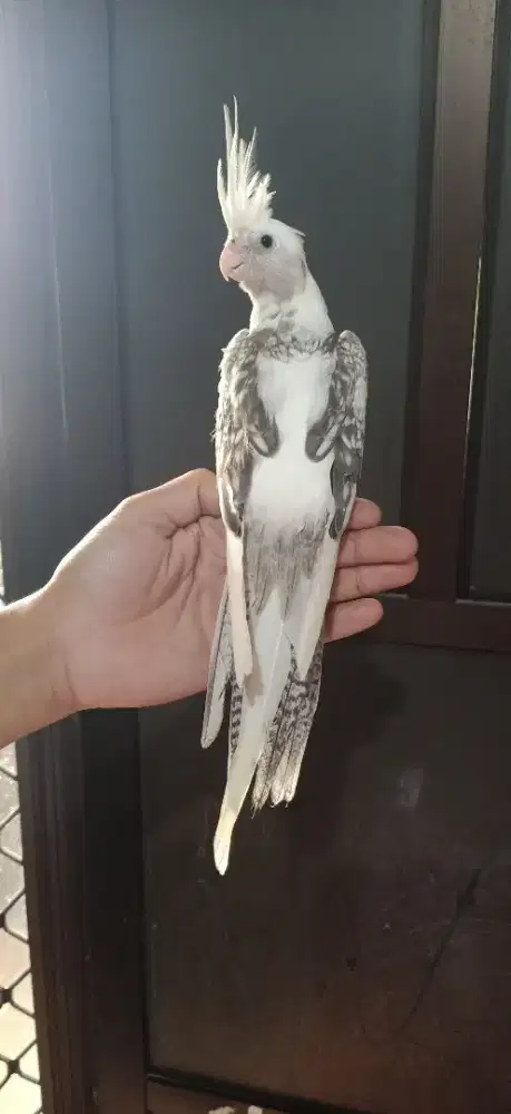 Falk Parkit Australia