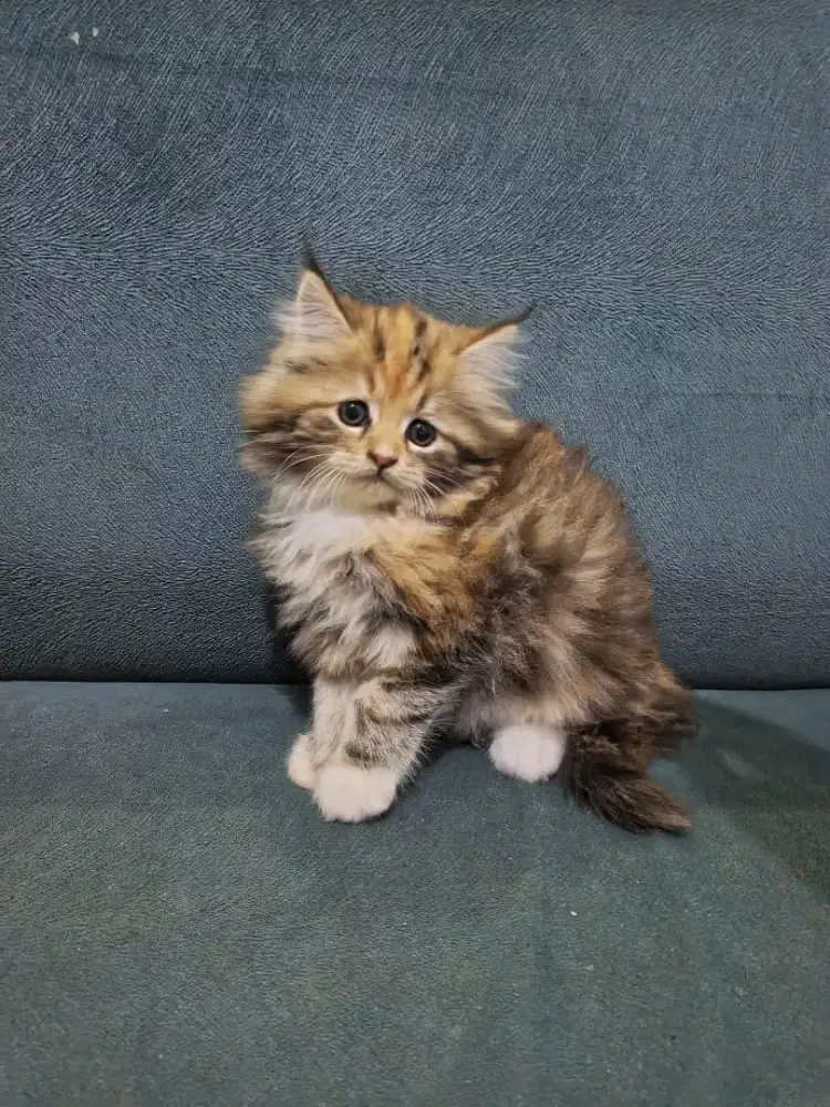 Kucing Persia Medium Long Hair