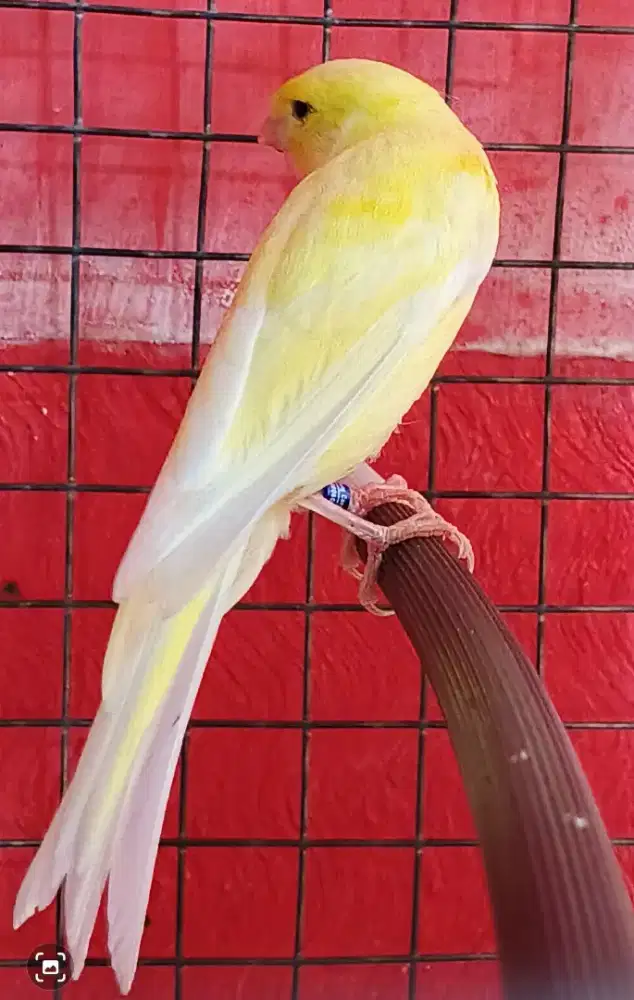 Kenari AFSf  Stabilo