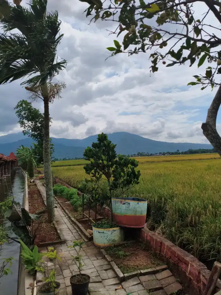 Dibutuhkan art PP moming masak