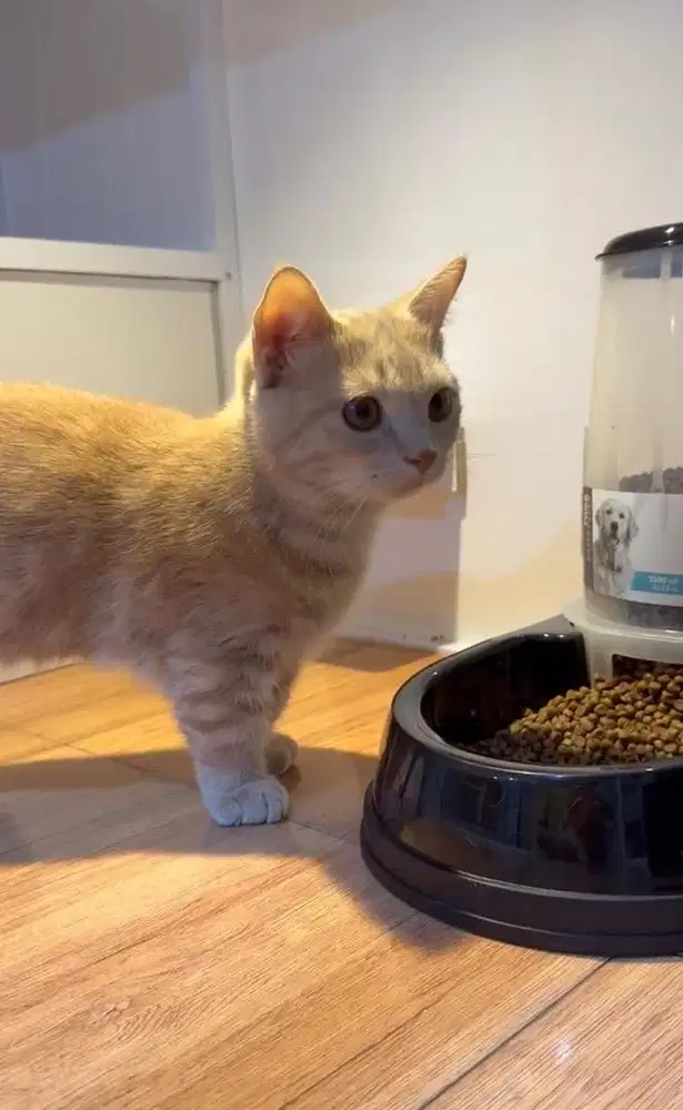 Kitten BSH Munchkin Jantan