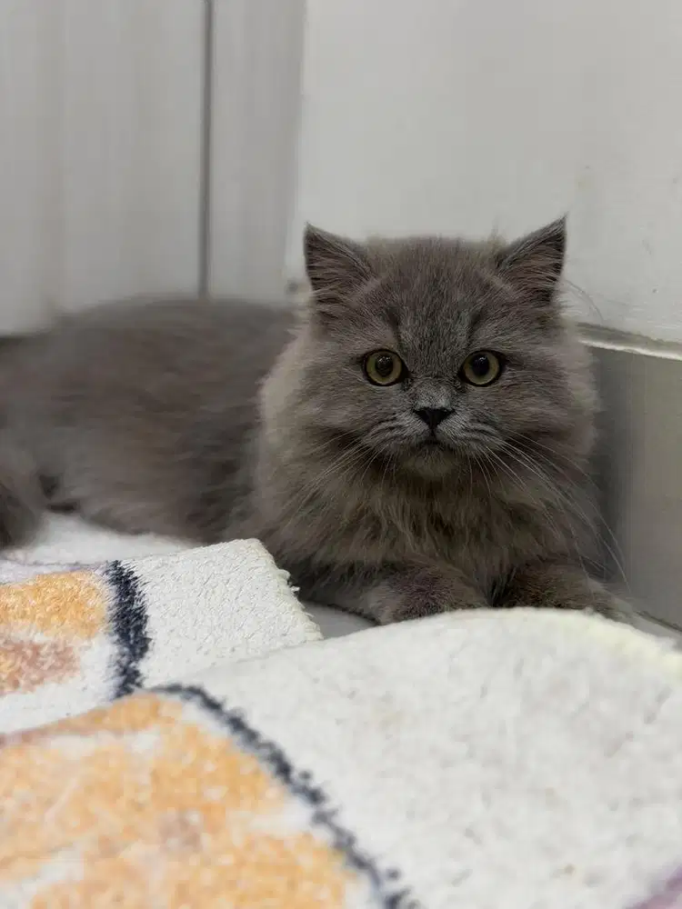 Kitten British Long Hair (BLH)