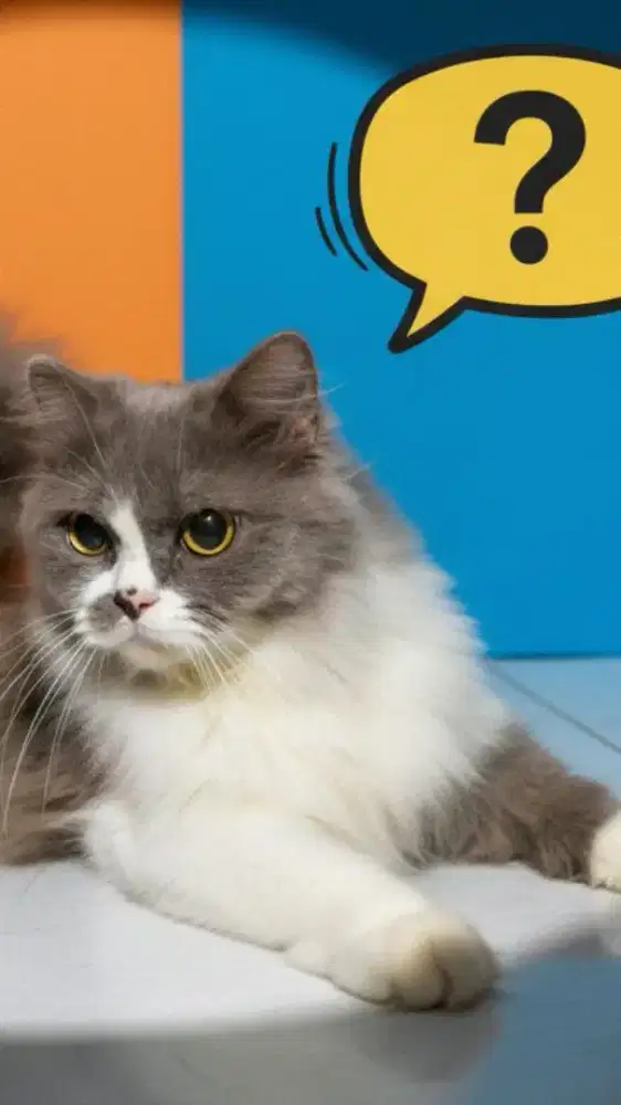 Proven KUCING PERSIA MEDIUM mix SCOOTISH