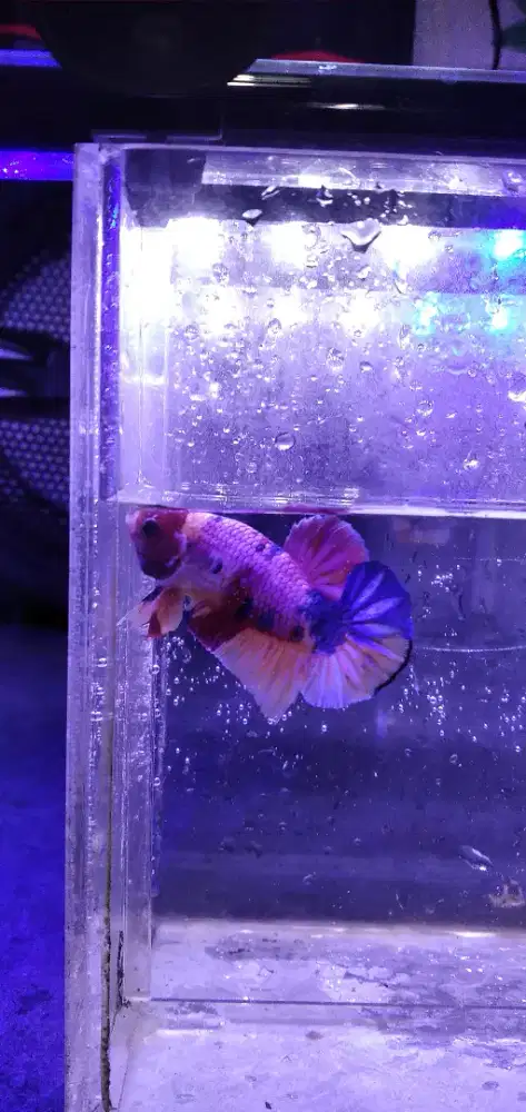 Ikan cupang plakat multi colr