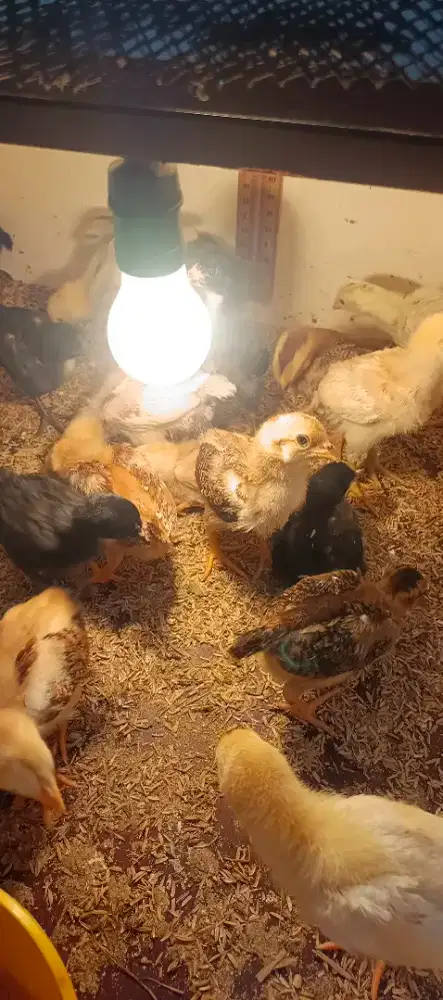 Doc ayam kampung kub super