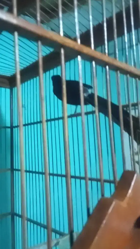 Siapa cepat dapat murai batu pastol prestasi