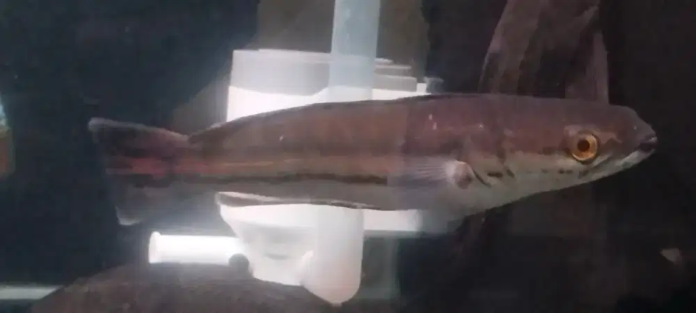 Ikan hias gabus toman