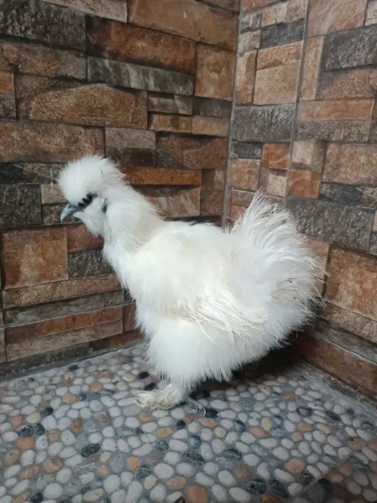 Ayam silky betina reamaja