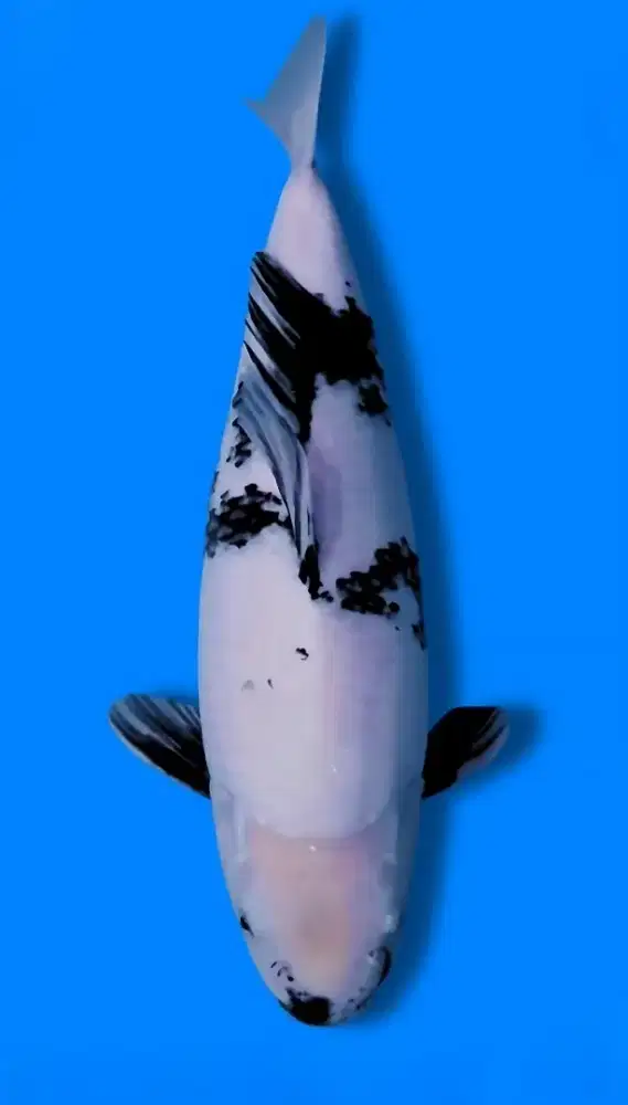 Koi Shiro Utsuri Tategoi