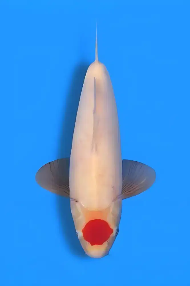 Koi Tancho Original Bulky