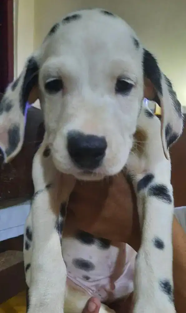 Dalmatian puppy gemuk