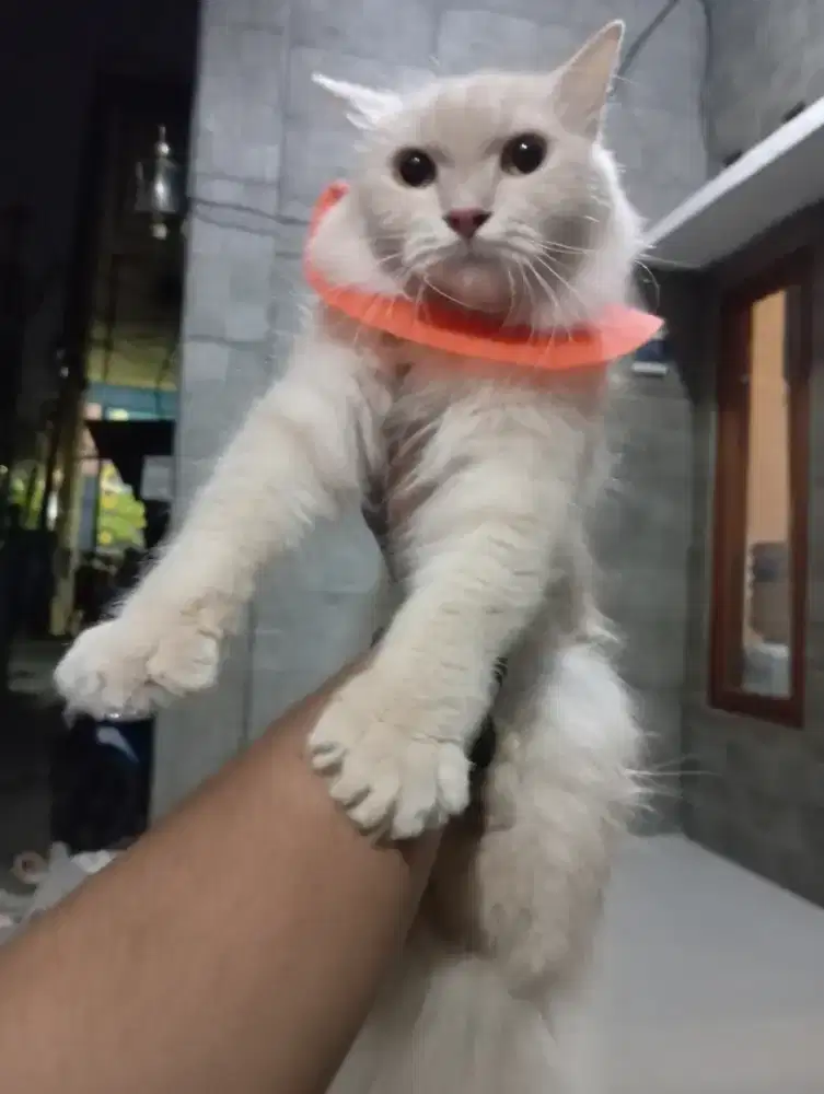 Kucing persia medium betina