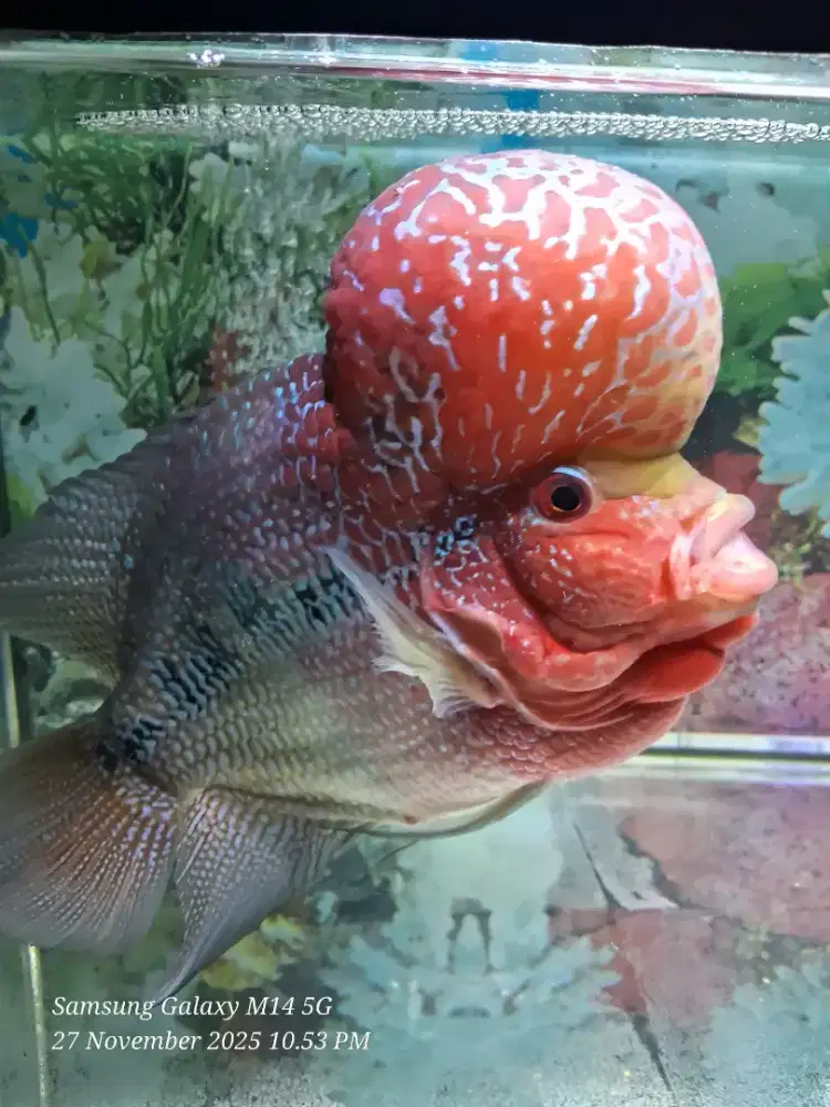 Louhan SRD Lokal jenong merah merona