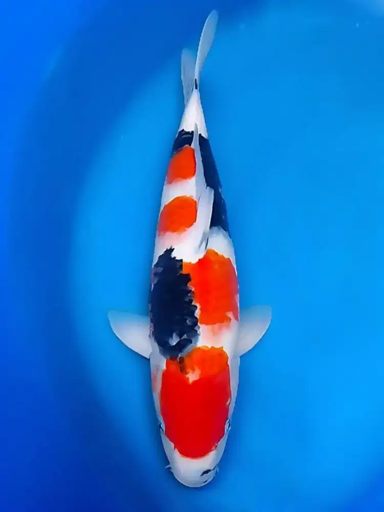 Koi Showa Sanshoku 45cm