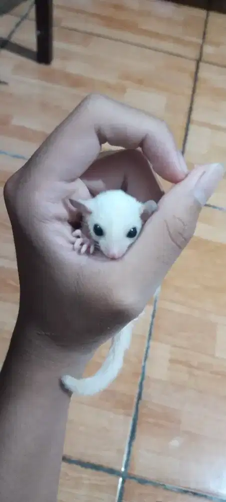 Sugar Glider Leucistik