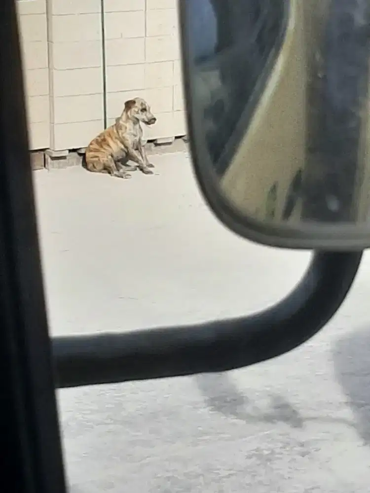 Cari loker driver kantor / oprasiaonal