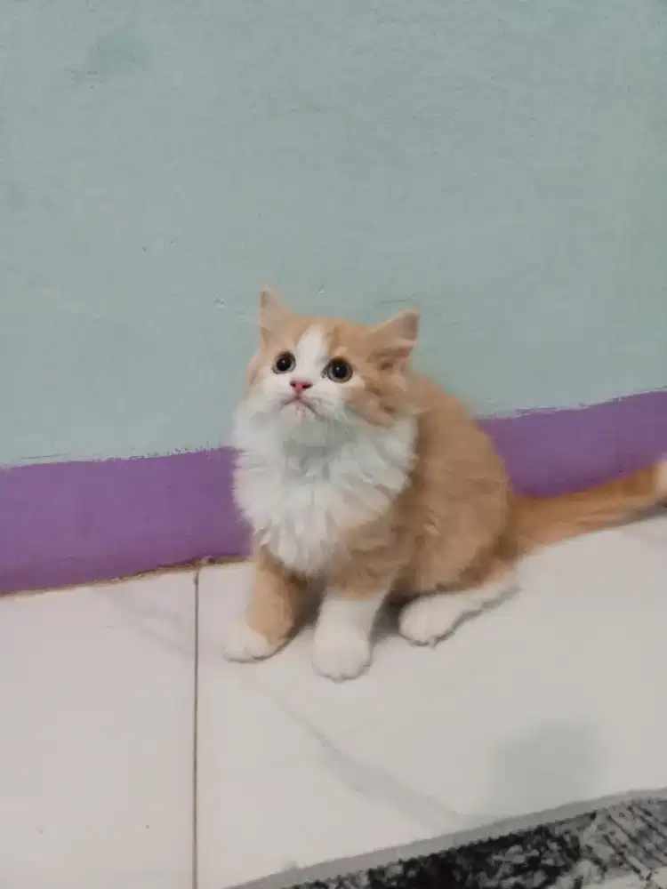 Kucing Persia medium
