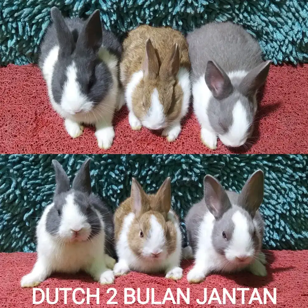 Anakan Kelinci Dutch usia 2 bulan