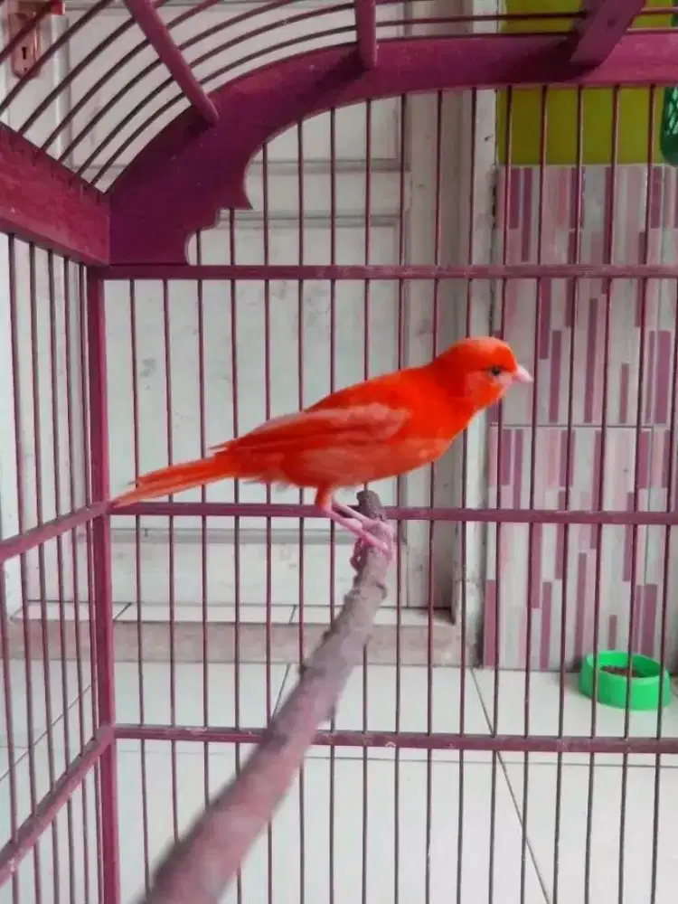 Kenari merlok gacor siang malam