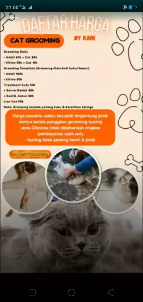 jasa grooming kucing panggilan