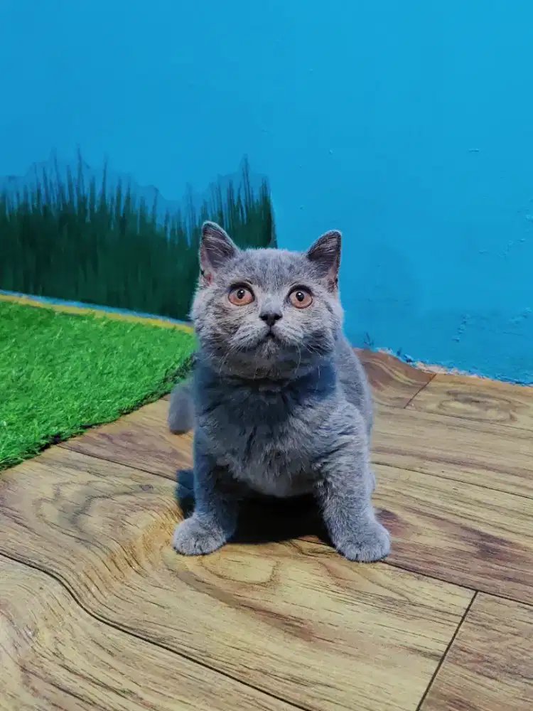 kitten BSH Blue Solid Line Ped British Short Hair Pure Betina
