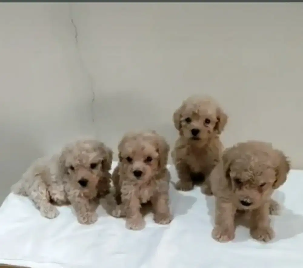 Anjing tiny poddle poodle 1 btn 3 jtn