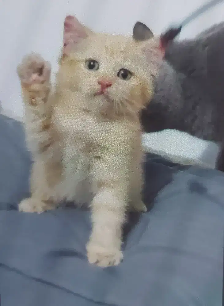 BSH Red Jantan Line Ped