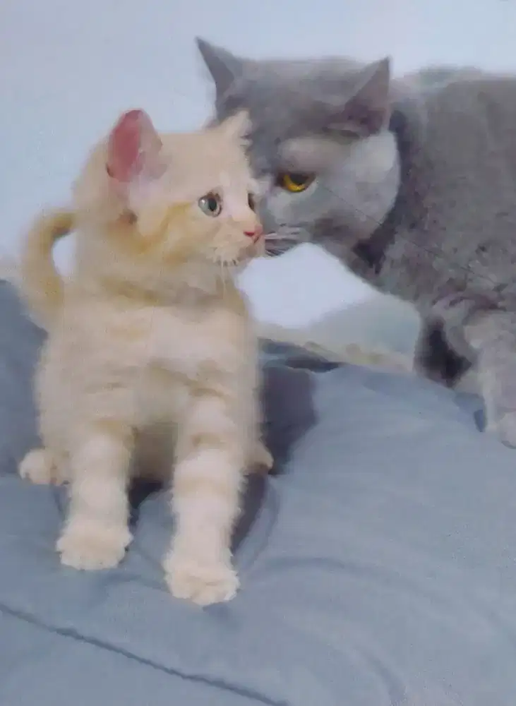 BSH Red Jantan Line Ped