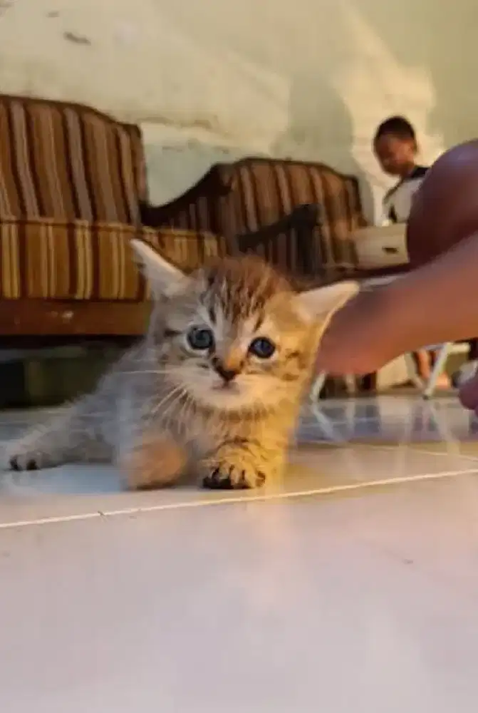 Munchkin BSH Golden Black Tabby Female