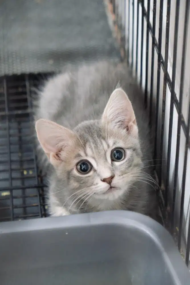 BRITISH SHORT HAIR / BSH / BLUE