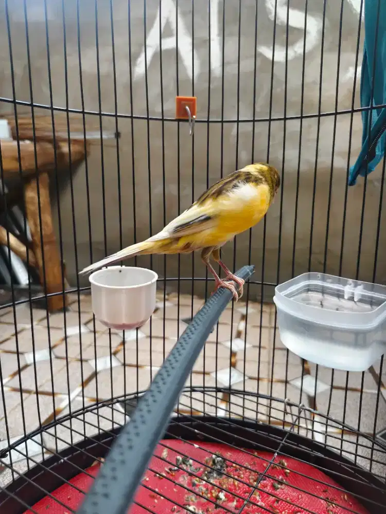 Kenari silangan f1ys x loper umur 3 bulan