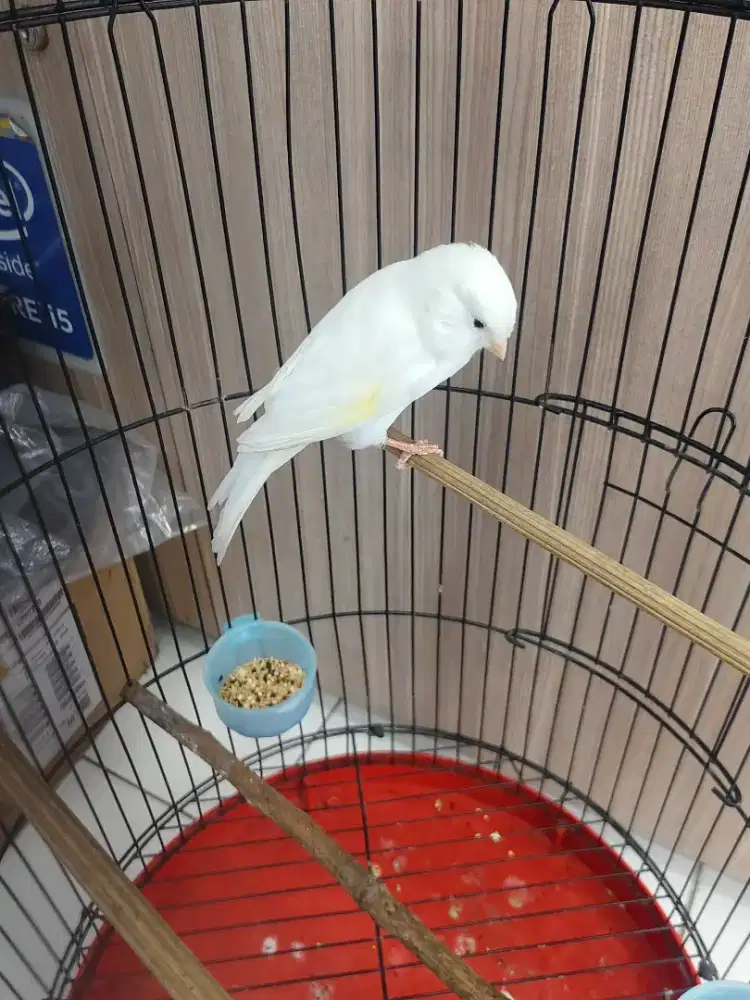 Kenari betina f1 siapan