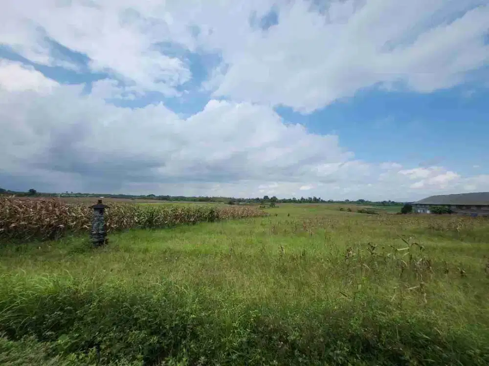 Tanah Langka Full View Sawah dan Laut di Kelecung Tabanan