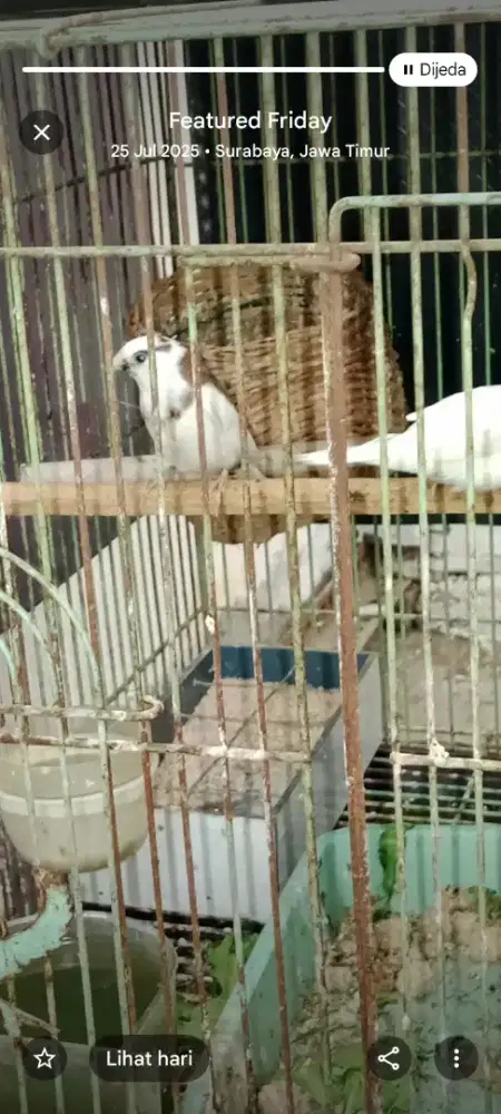 Emprit Jepang / Pipit putih