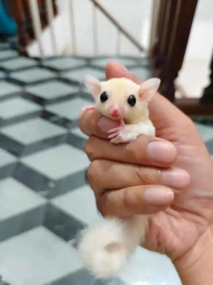 Sugar glider leucistic joey