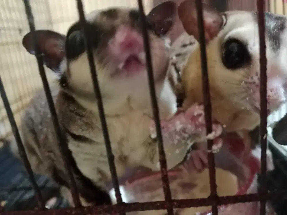 sugar glider jantan dan betina