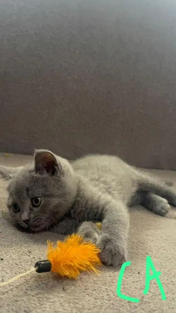 BSH PURE hasil nonped x ped wcf