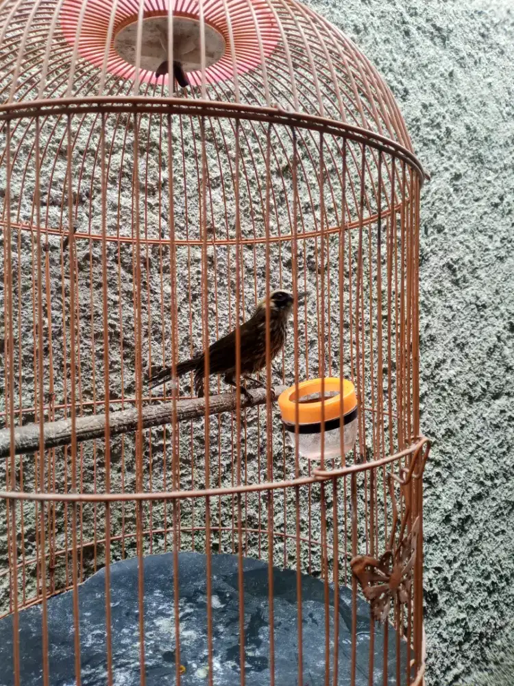 Burung bayeman rajin bunyi