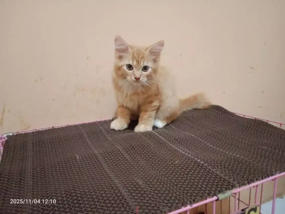 Kucing Persia Jantan umur 1,5 bln, Gimbul Sehat Lucu lincah