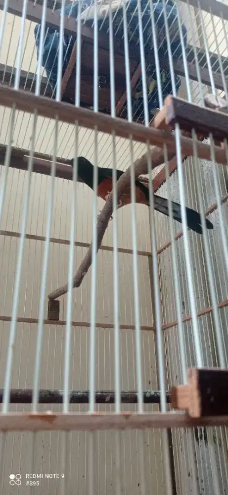 Murai batu jantan dan betina pastol