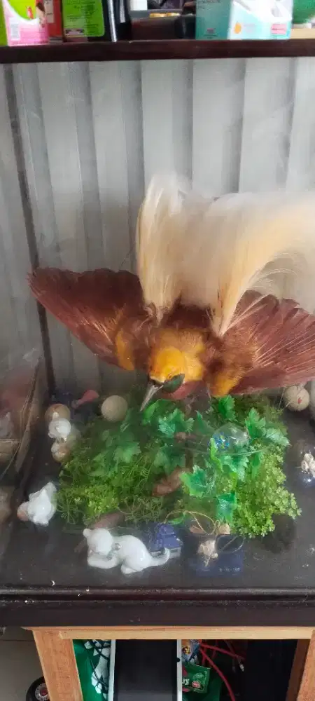 Pajangan Cendrawasih