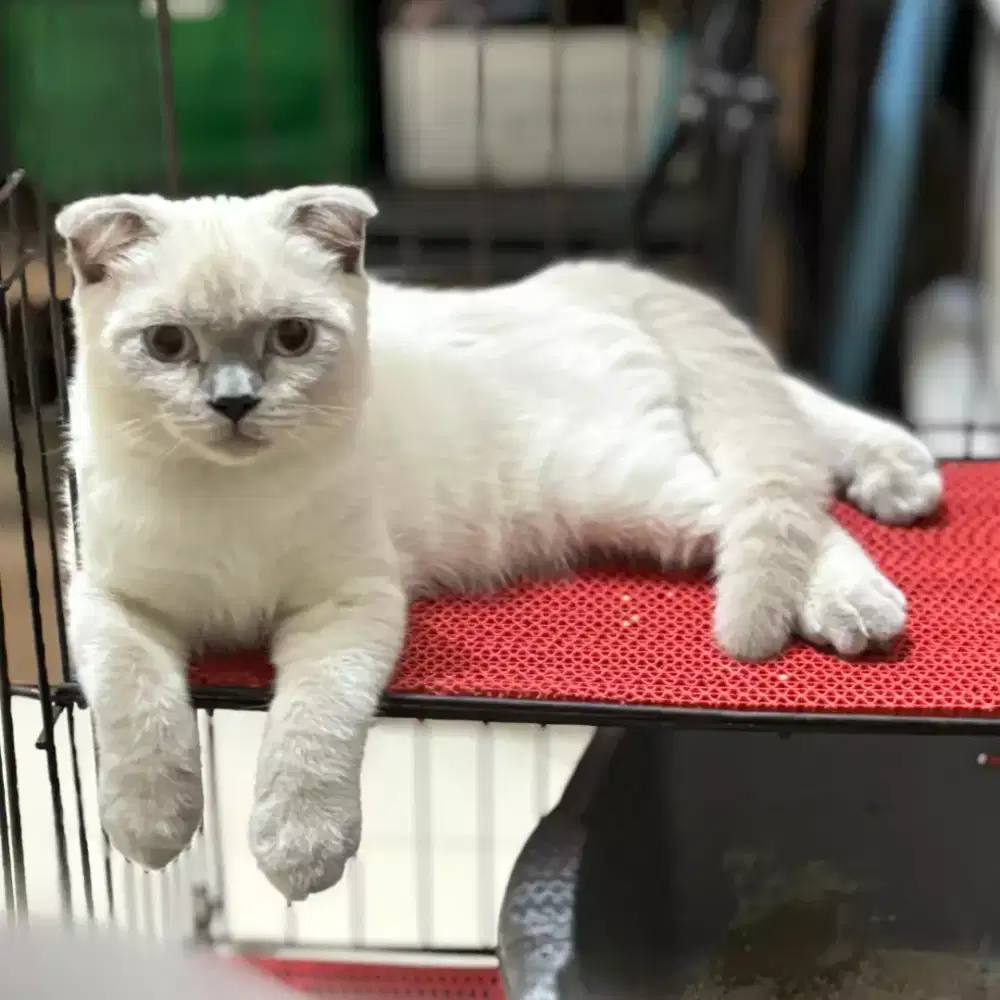 Scottish fold jakarta selatan