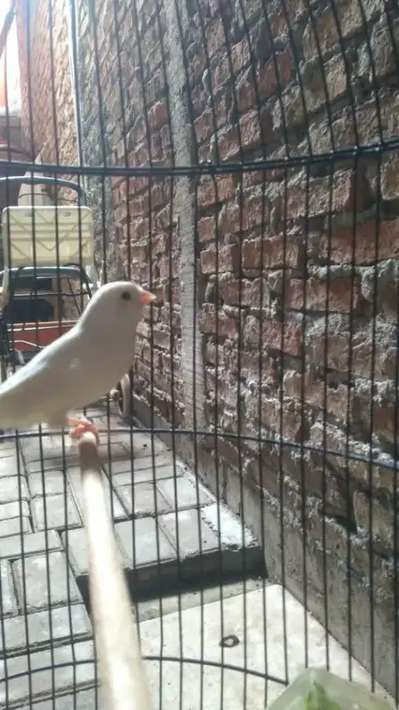 kenari lokal putih polos jantan