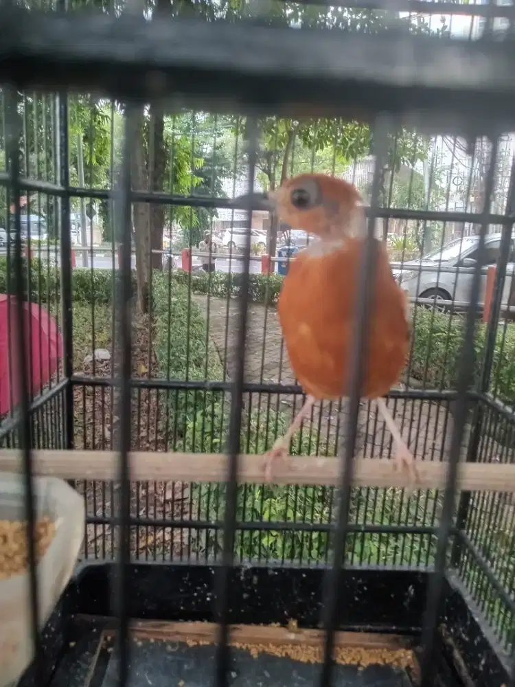 Anis merah atou punglor boto