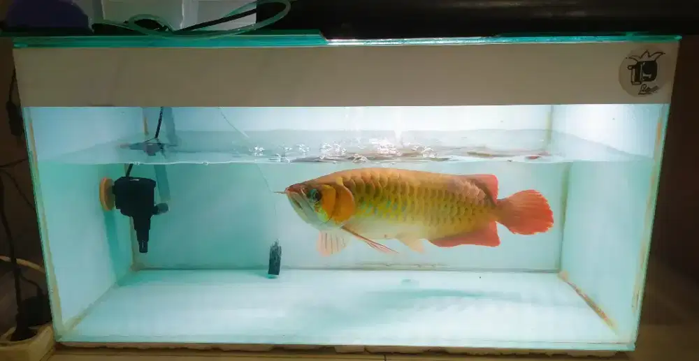 Jual aquarium kaca tebal no rembes uk 80x40x40 ex arwana kondisi baik