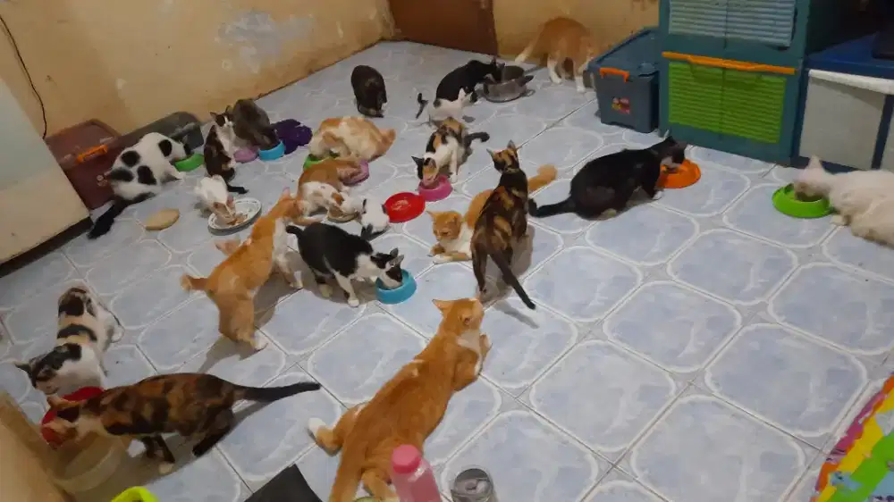 yang butuh pawsister buat anabul nya