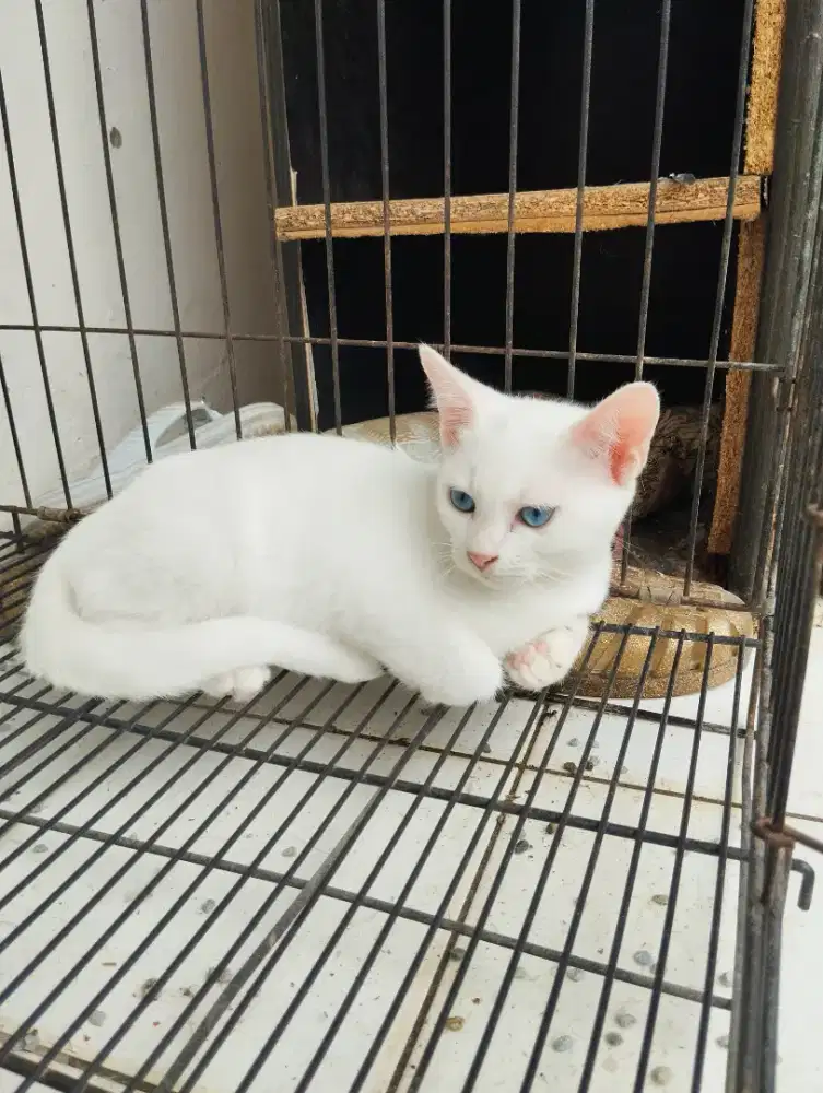 Kucing betina kitten Persia medium